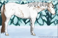 Horse Color:White Spotted Black Pearl Tobiano 