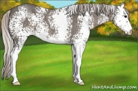 Horse Color:White Spotted Silver Blue Roan 