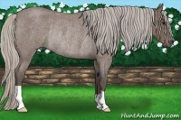 Horse Color:Silver Blue Roan Rabicano 