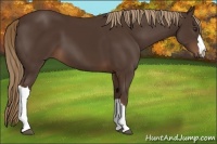 Horse Color:Liver Chestnut 