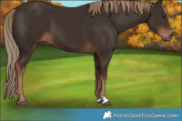 Horse Color:Liver Chestnut 