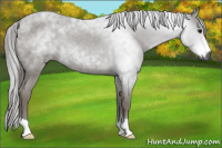 Horse Color:Gray Smoky Blue Roan