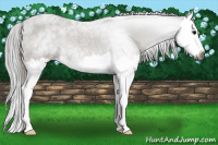 Horse Color:Gray Smoky Blue Roan Splash 