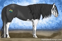 Horse Color:Smoky Black Splash 