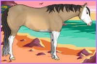 Horse Color:Buckskin Dun Splash 