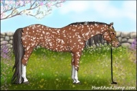 Horse Color:Bay Appaloosa 