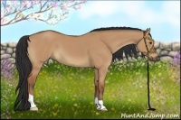 Horse Color:Bay Dun