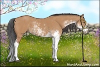 Horse Color:Bay Dun Sabino 