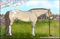 Horse Color:Buckskin Dun Varnish 