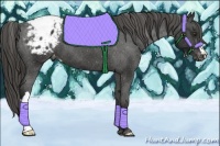 Horse Color:Liver Chestnut Appaloosa