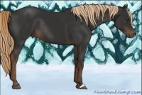 Horse Color:Liver Chestnut Rabicano 