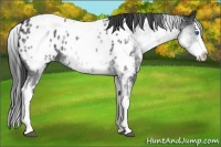 Horse Color:White Spotted Blue Roan Splash Appaloosa 