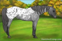 Horse Color:Blue Roan Appaloosa 