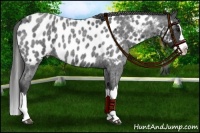 Horse Color:Blue Roan Splash Near Leopard 