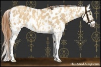 Horse Color:Gold Champagne Dun Appaloosa  and Gold Champagne Dun Splash Appaloosa 