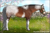 Horse Color:White Spotted Brown Sabino