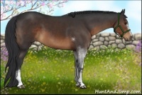Horse Color:White Spotted Brown Sabino