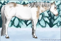 Horse Color:Buckskin Dun Sabino Frame 