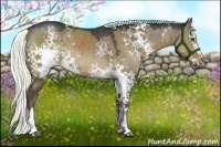 Horse Color:White Spotted Liver Red Dun Sabino Splash Rabicano