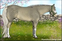 Horse Color:White Spotted Chocolate Palomino Rabicano