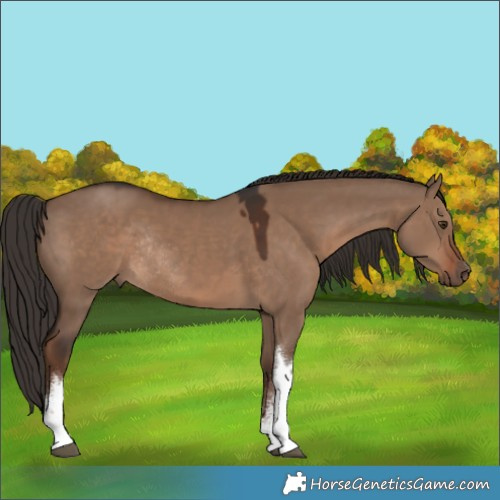 Horse Color:White Spotted Liver Red Dun Rabicano 