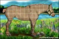 Horse Color:Plaid  Liver Red Dun Sabino 