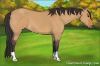 Horse Color:Bay Dun
