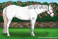 Horse Color:Buckskin Roan Pearl Splash Varnish