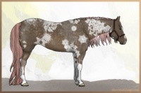 Horse Color:Painted Chocolate Palomino Ice Sabino Tobiano Rabicano