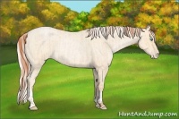Horse Color:Buckskin Roan Pearl and Palomino Roan Pearl