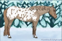 Horse Color:Liver Red Dun Appaloosa Brindle