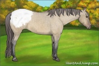 Horse Color:Bay Dun Appaloosa Brindle 