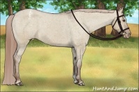Horse Color:Liver Red Dun Appaloosa Brindle 