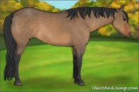 Horse Color:Bay Dun 