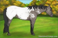 Horse Color:Grullo Appaloosa