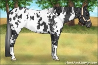 Horse Color:White Spotted Black Appaloosa