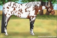 Horse Color:White Spotted Brown Appaloosa