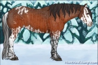 Horse Color:Brown Appaloosa  and Brown Splash Appaloosa 