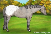 Horse Color:Liver Red Dun Appaloosa Rabicano
