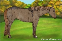 Horse Color:Liver Red Dun Rabicano 