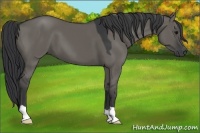 Horse Color:Grullo 