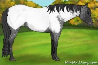 Horse Color:Blue Roan Appaloosa 