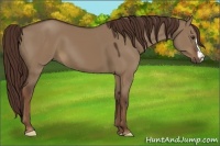 Horse Color:Liver Red Dun 