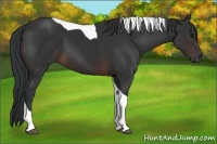 Horse Color:Brown Tobiano 