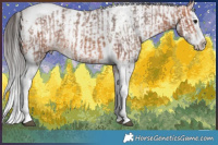 Horse Color:Bay Ice Splash Tobiano  and White Spotted Bay Ice Splash 