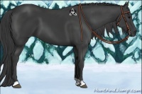 Horse Color:Smoky Black