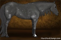 Horse Color:Smoky Black 