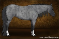Horse Color:Blue Roan 