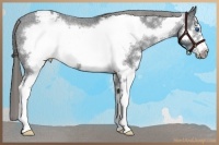 Horse Color:Black Sabino Splash Frame Varnish Rabicano