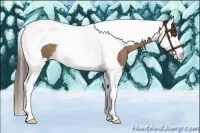 Horse Color:Liver Chestnut Splash Tobiano 